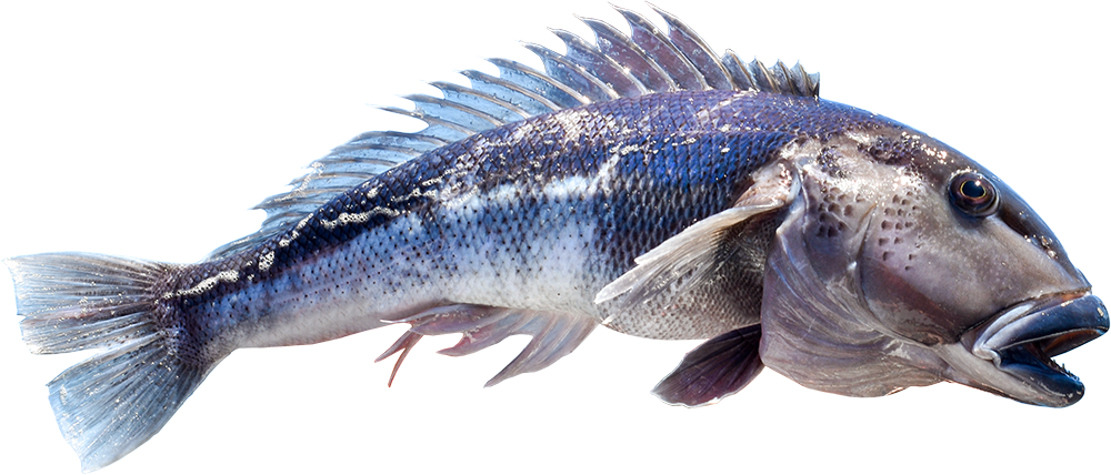 Blue Cod Species Guide Blue Cod Species Guide